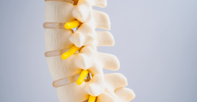 Spinal-Cord